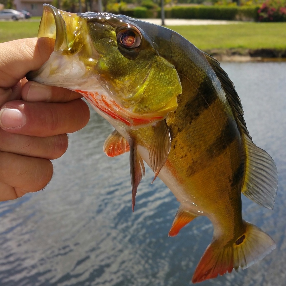 Meet your Posher, Kilo